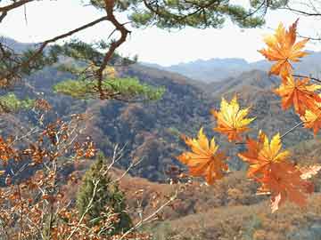 岐山县市场监督管理局人事调整重塑监管力量，推动县域市场新发展