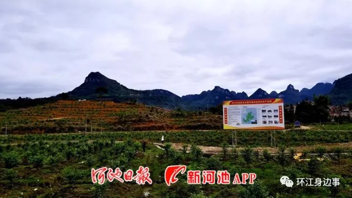 塘果村，最新新闻、发展动态与社区新貌一览